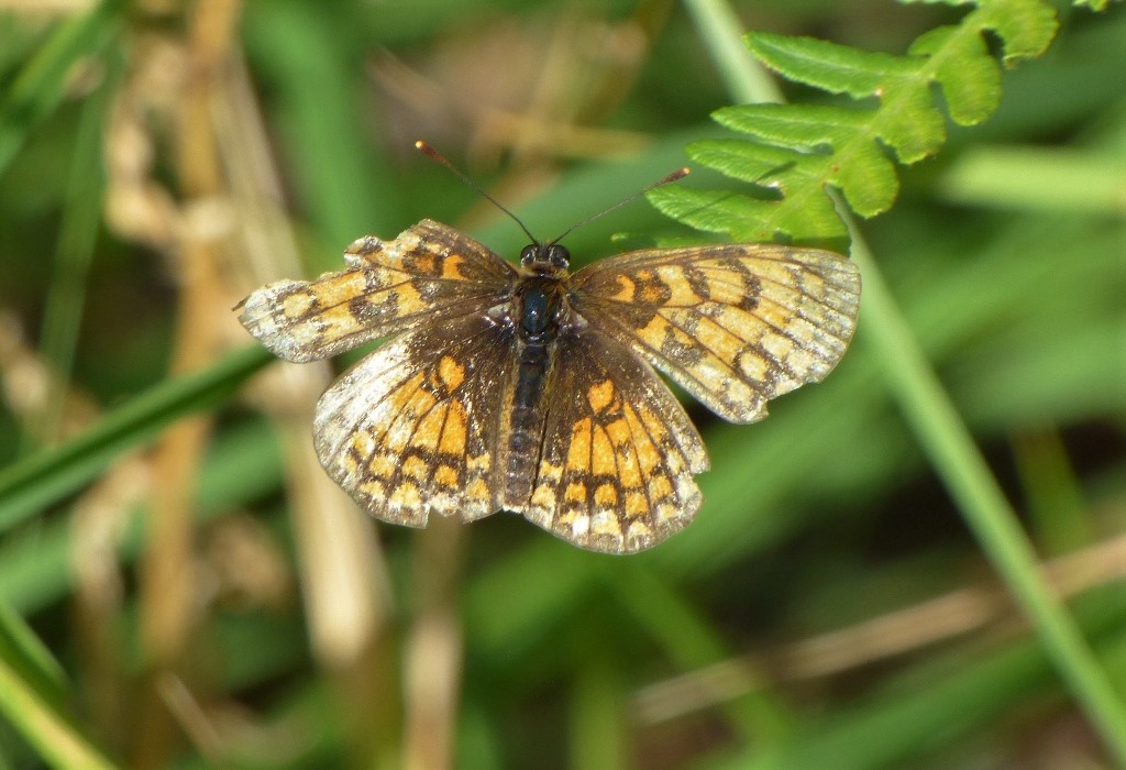 Melitaea nevadensis?  S !